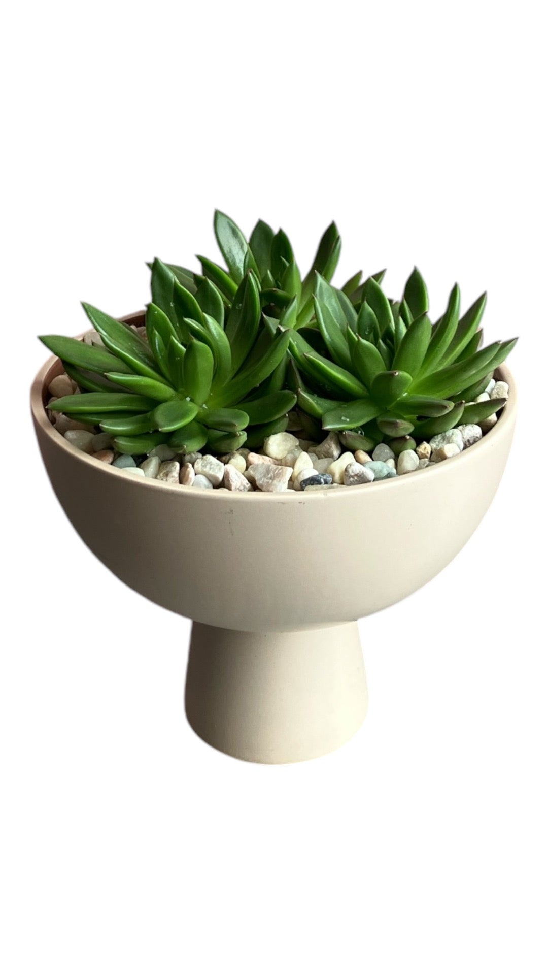 Sukkulent arrangement