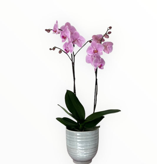 Phalaenopsis orkidé inkl. potte