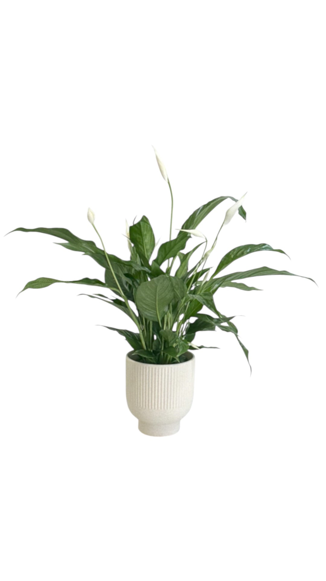 Spathiphyllum