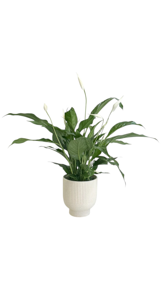 Spathiphyllum