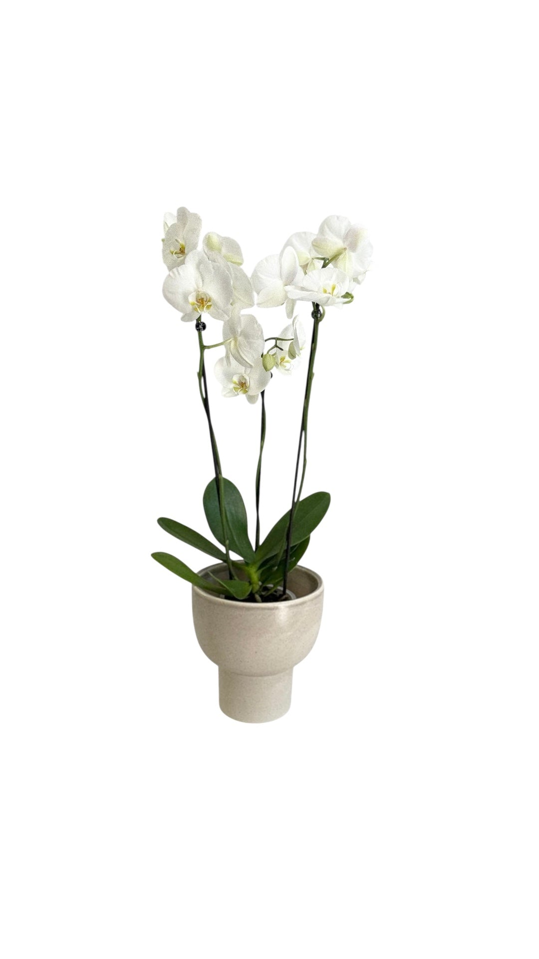 Phalaenopsis orkidé inkl. potte