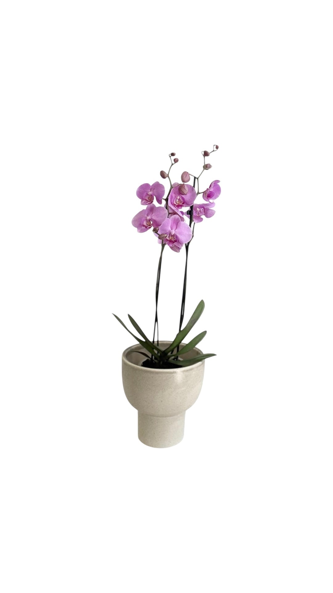 Phalaenopsis orkidé inkl. potte
